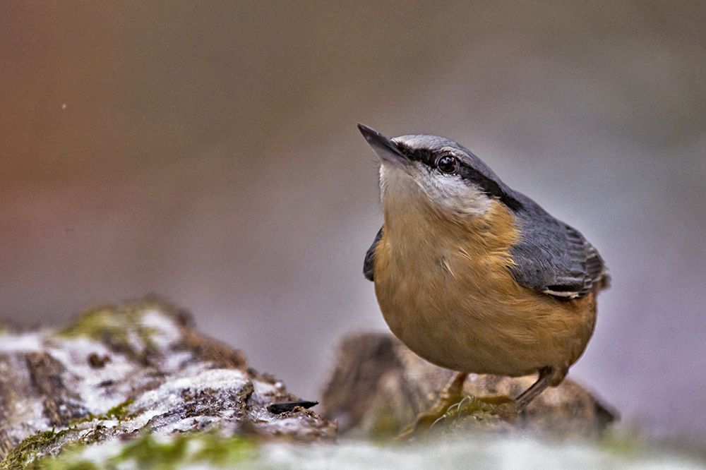Jó lenne egy kis enni való!