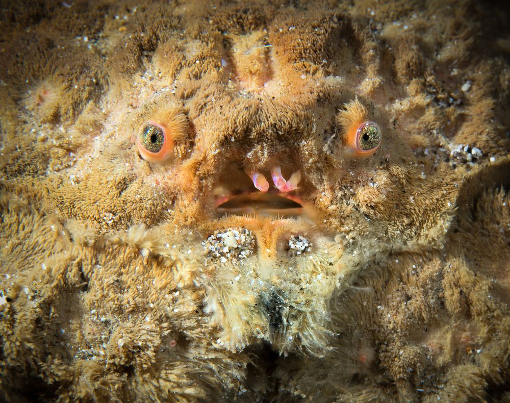 Портрет краба