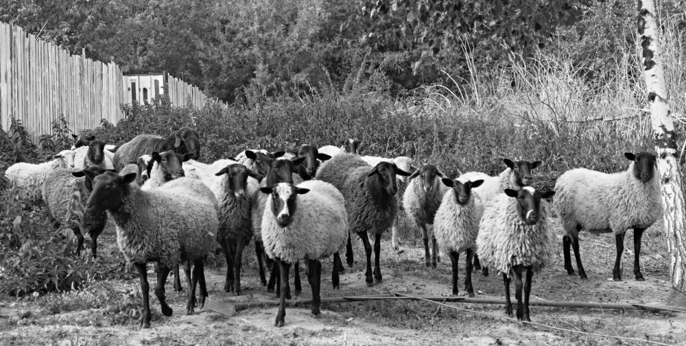 Photograph by Сергей Басов