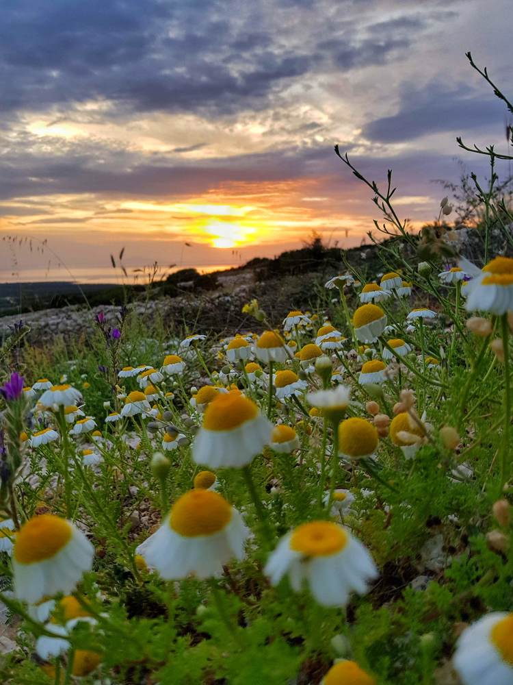 Sunset with flowers - Pag island- Croatia