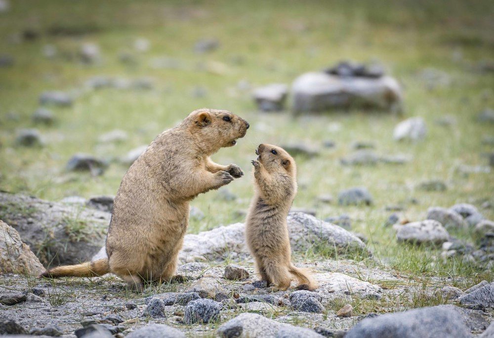 Son why did u have to do that?