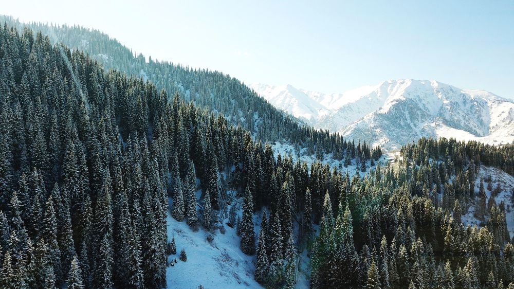 Зимний лес и горы