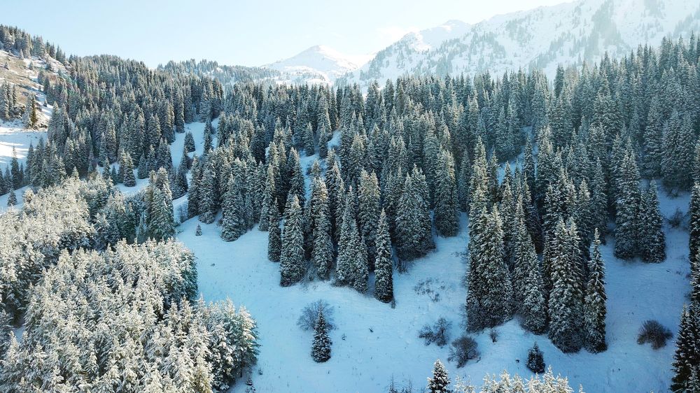 Зимний лес и горы