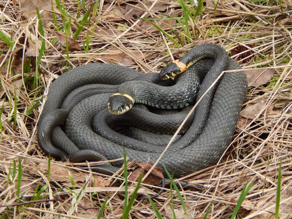 Свадьба ужей.