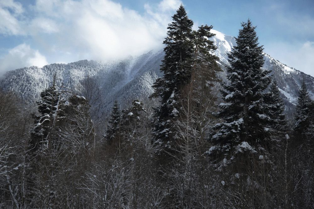 Елки-палки.