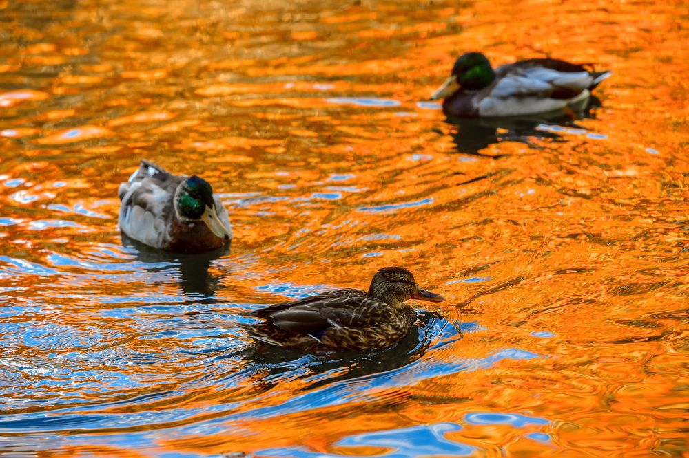 Утки в золоте
