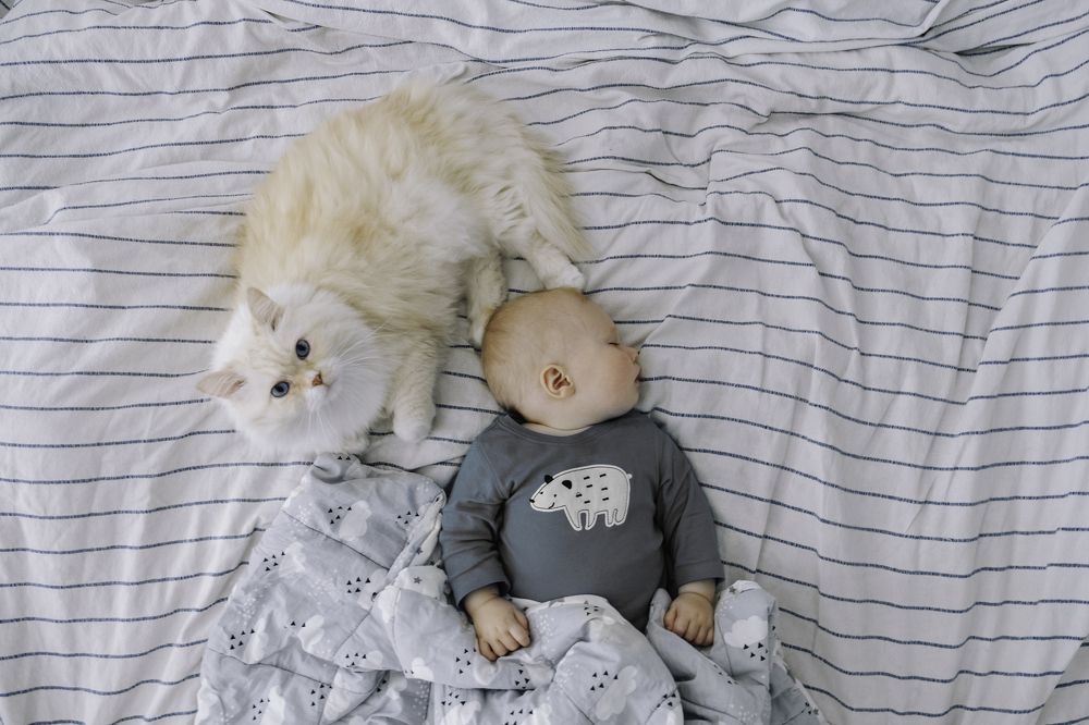 Хранитель снов