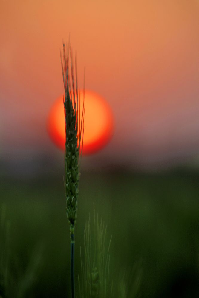 Sunset in wheat field