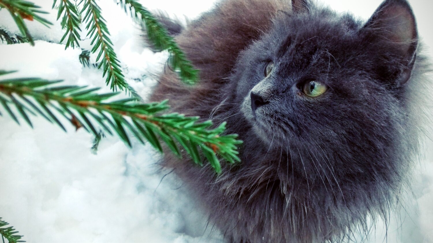Зимняя прогулка