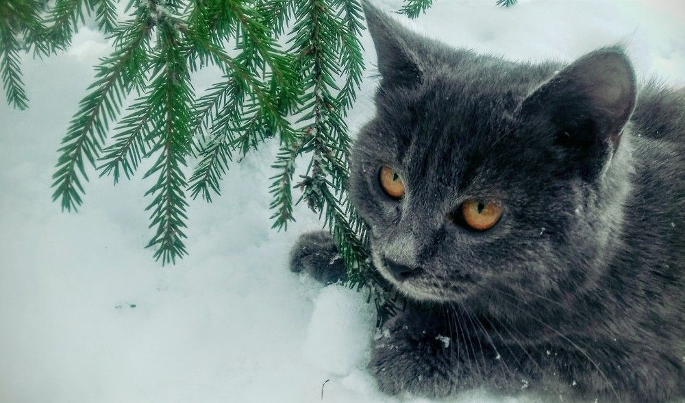 Огненный взгляд