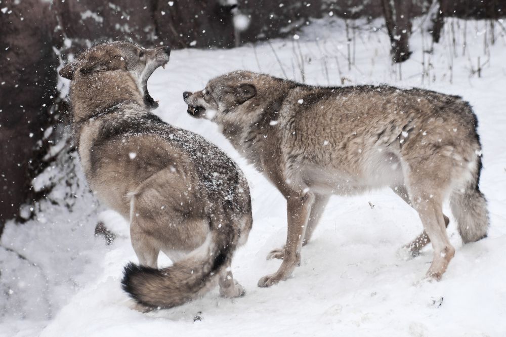 Wolves fight in the snow