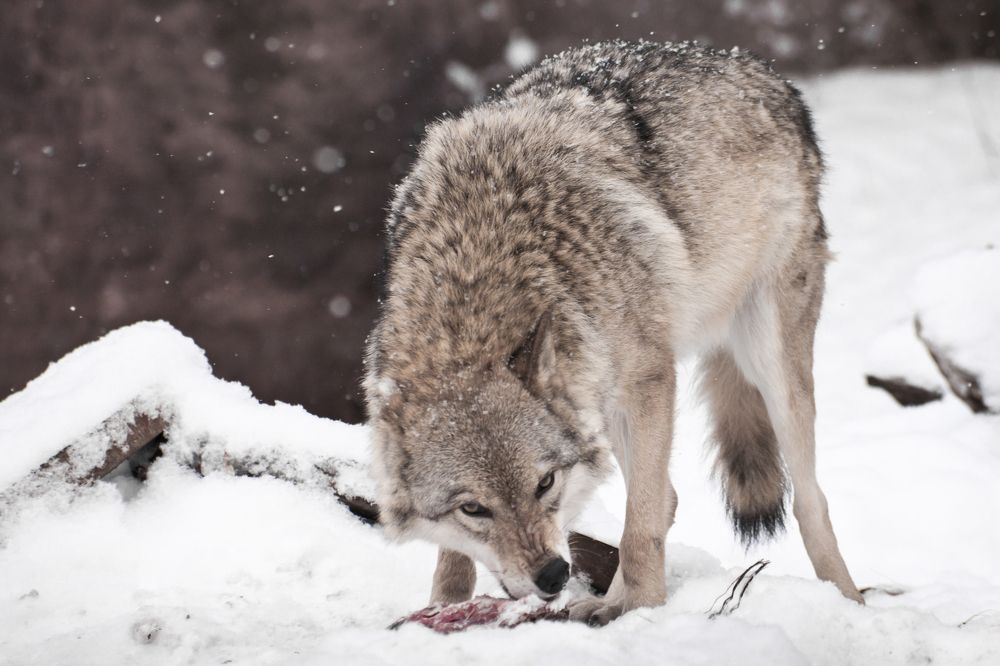 A wolf gnaws meat in the snowfall.