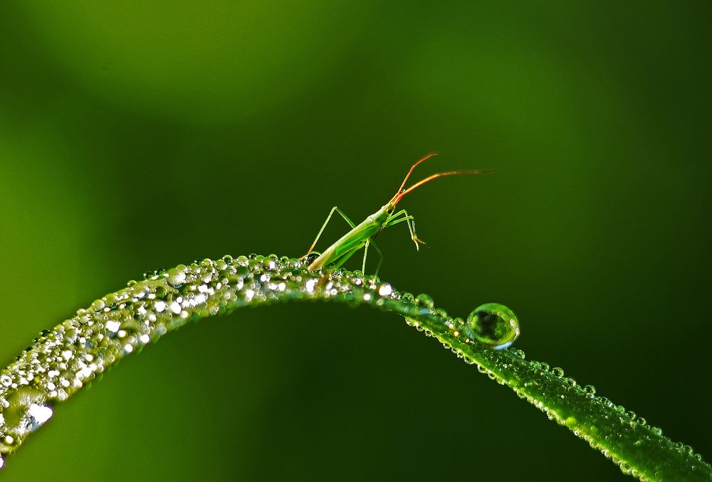 Нерешительность