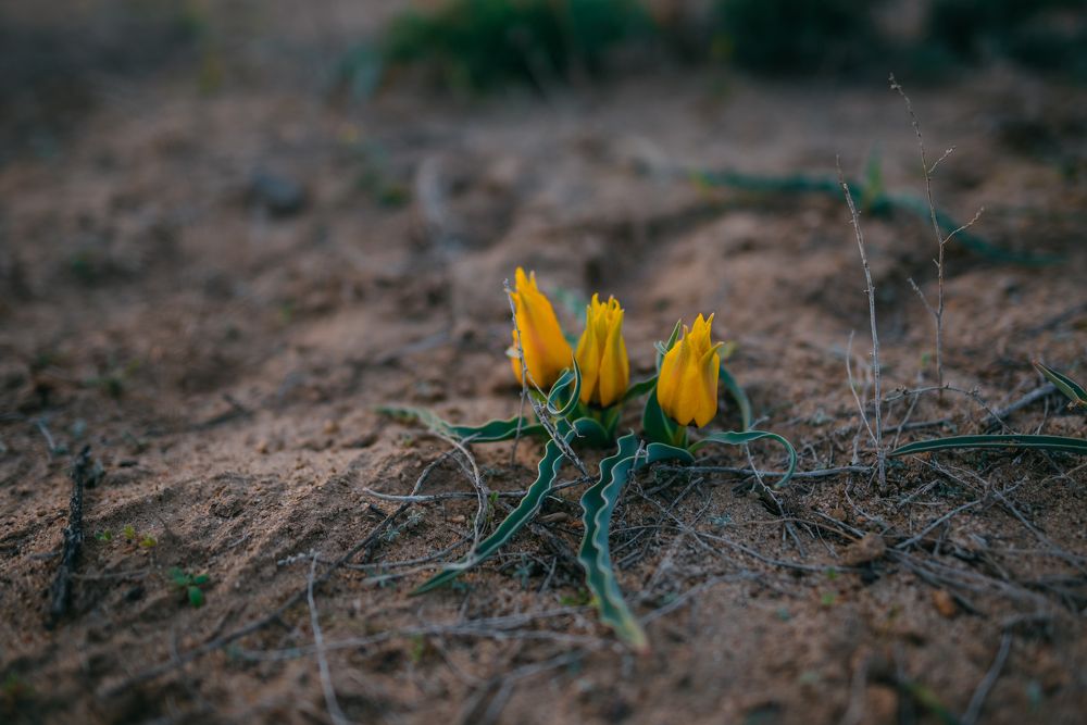 Фотография автора Дарья Шевченко