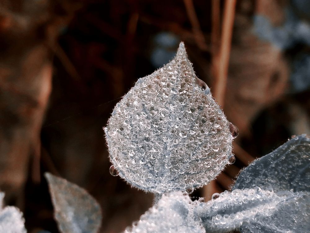 Dewdrops on leaf