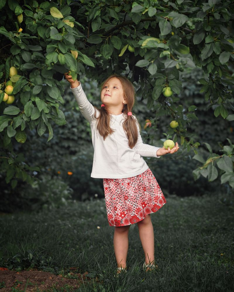 Apple picking in the grandma's garden