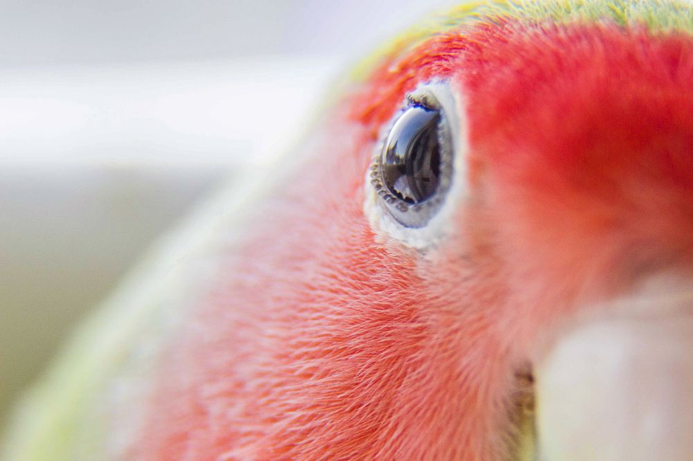 Розовощёкий неразлучник