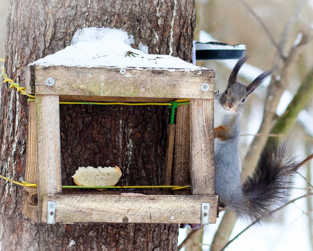 Белка в лесу