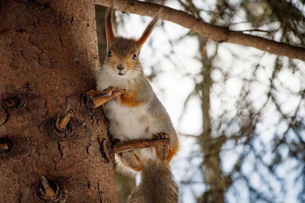 Белочка в шубке