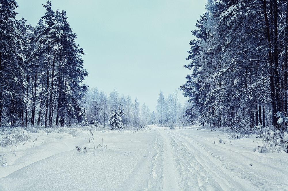 Снежная зима 2019