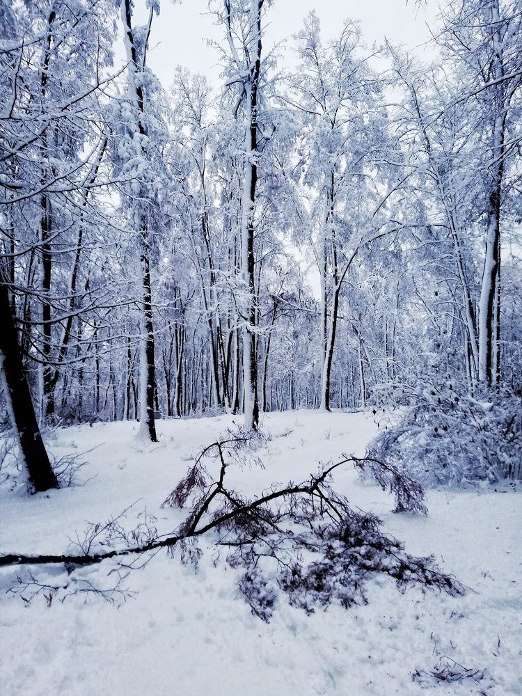 В лесу