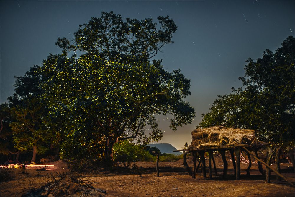 Fire flies @ Rajmachi