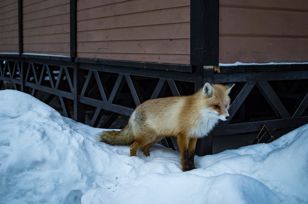 Таганайский лис