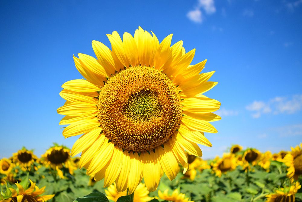 Подсолнечное солнце