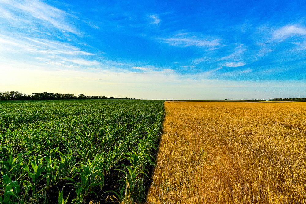 Летние контрасты