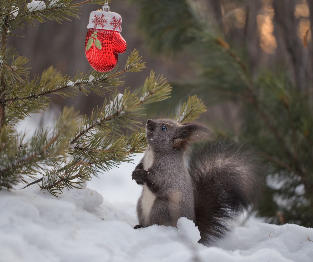 Дедушка...варежку потерял!