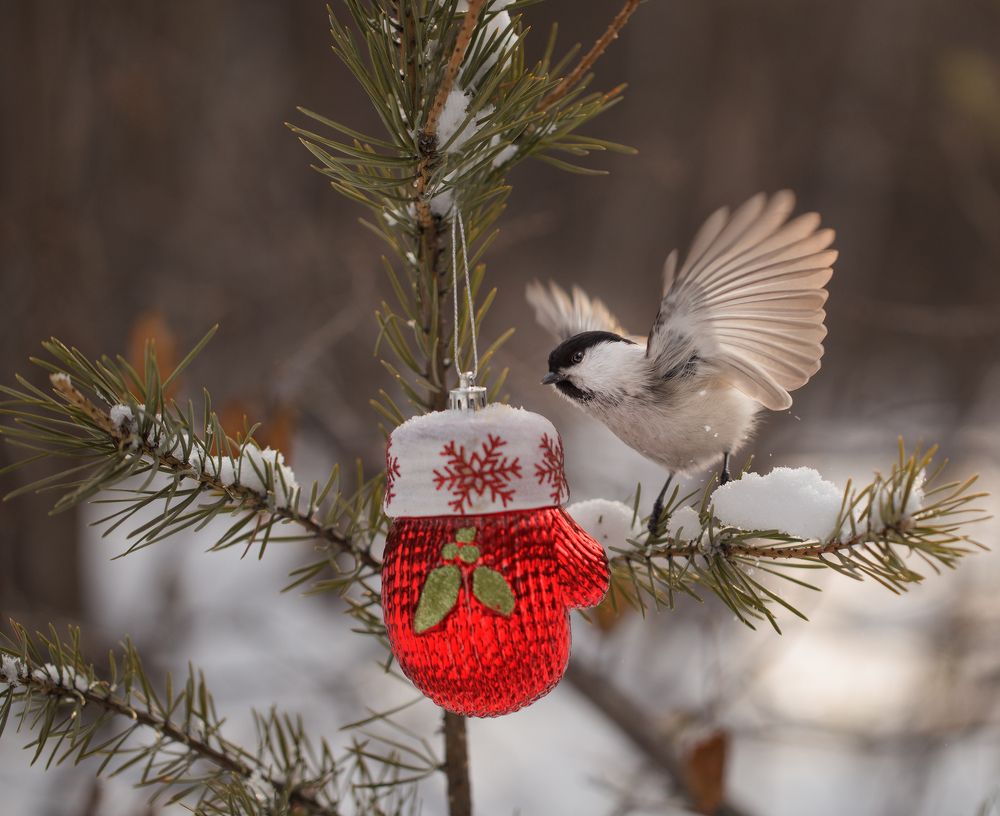 Кто-то варежку потерял!