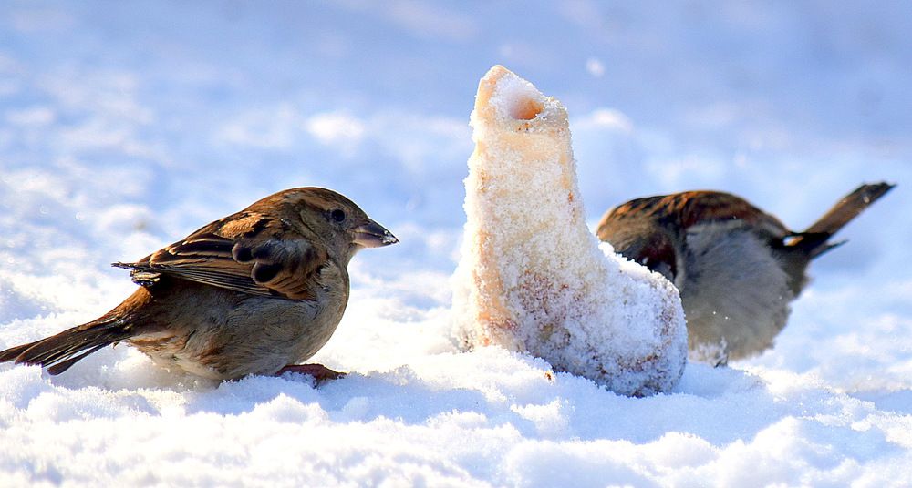 Sparrows got a dog bone / Воробьям досталась косточка собачья