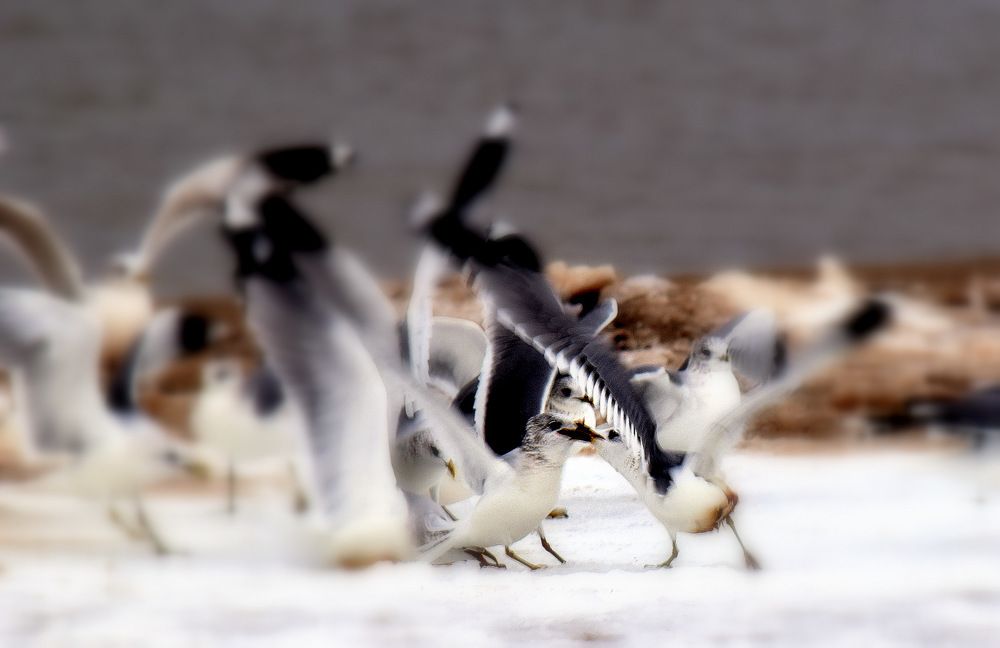 And seagulls are like people / А чайки как люди