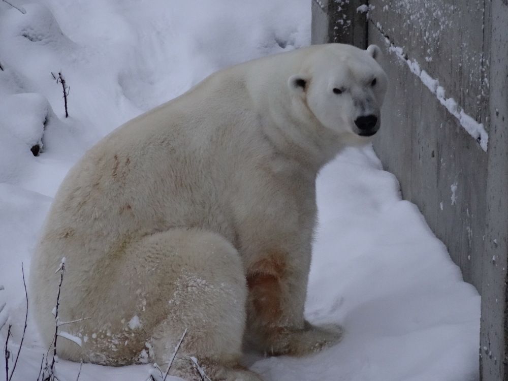 Царь зверей. Знакомство.
