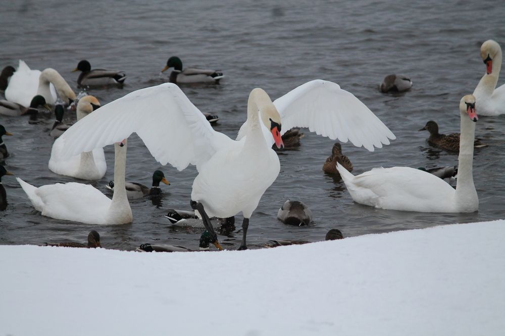 swan ballet on the snow