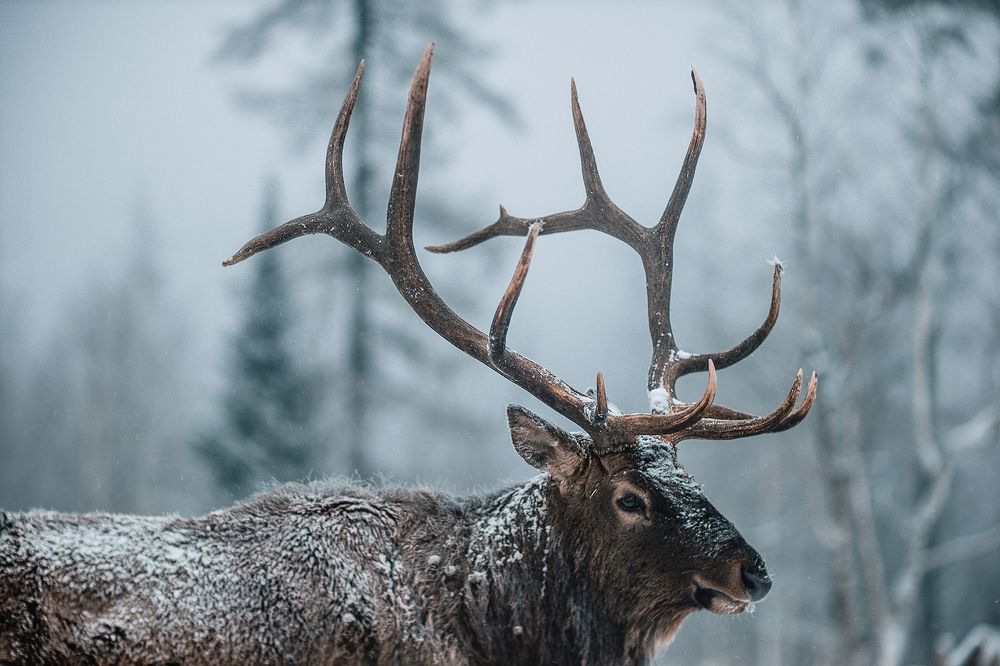 Вожак стаи маралов