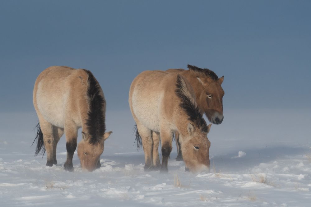 Выжить в зимней степи...