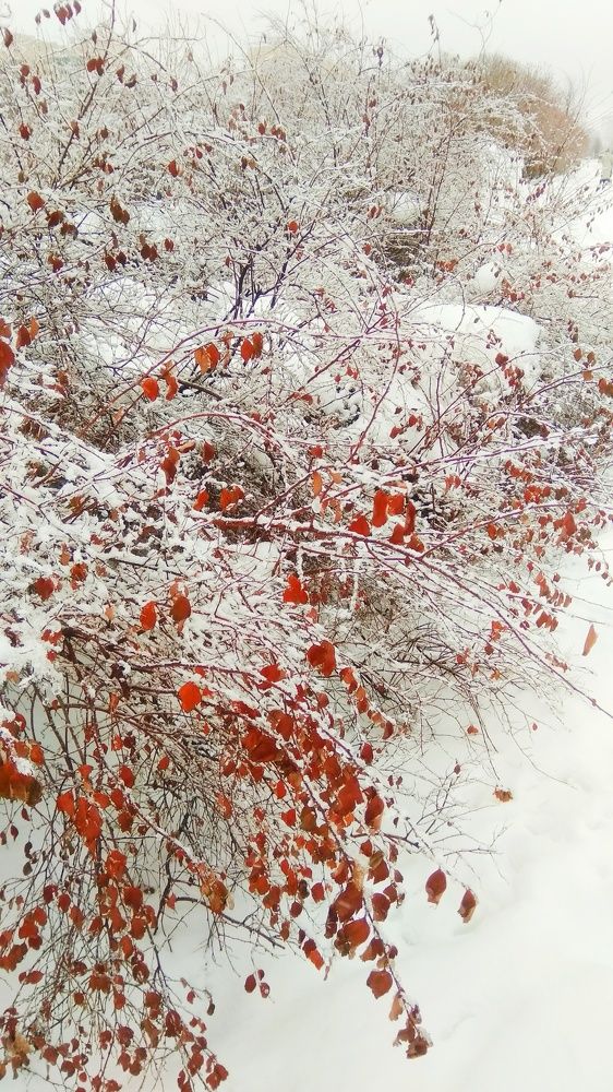 Фотография автора Светлана Дунаева