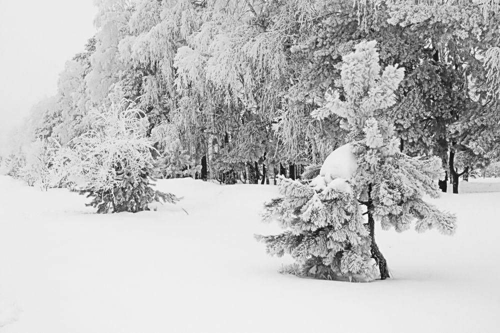 такого снегопада давно не было