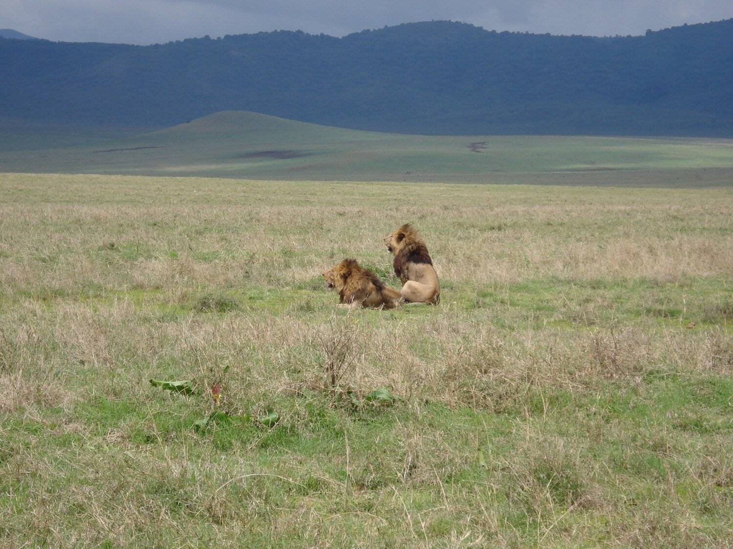 Lions in National Park