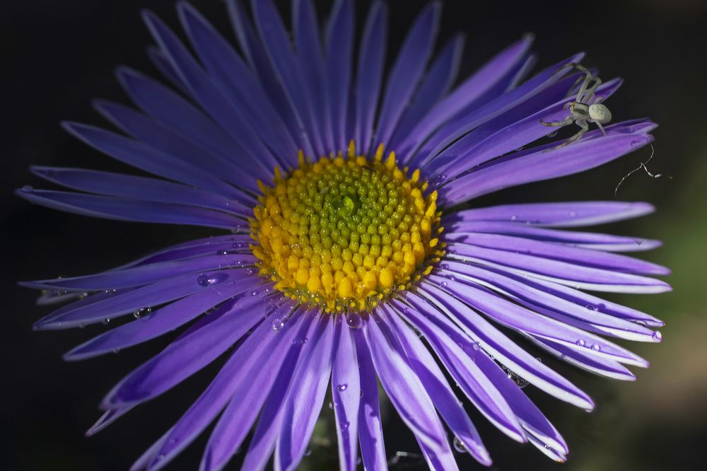 Прогулка по сиреневой ромашке