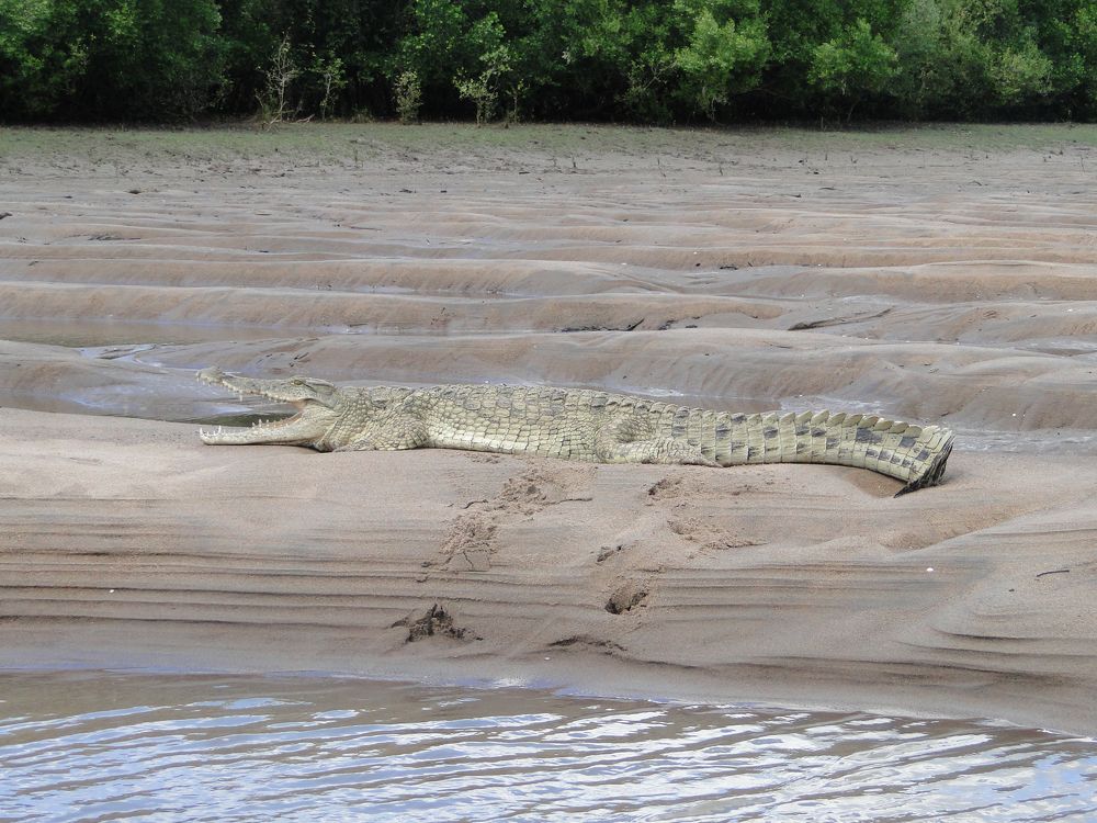 Crocodile in National Park