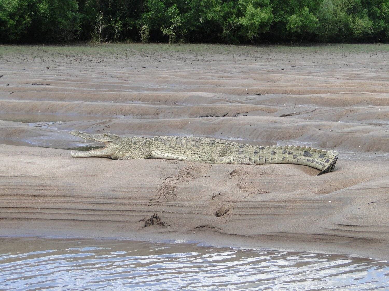 Crocodile in National Park