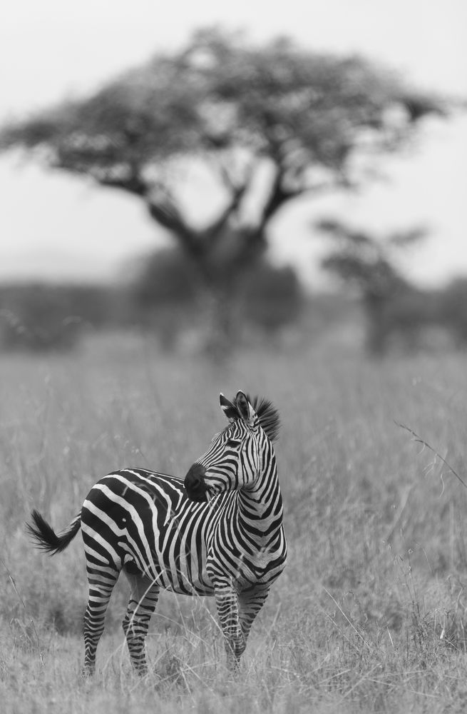 Zebra Posing