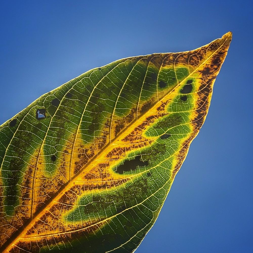 Метаморфозы осени