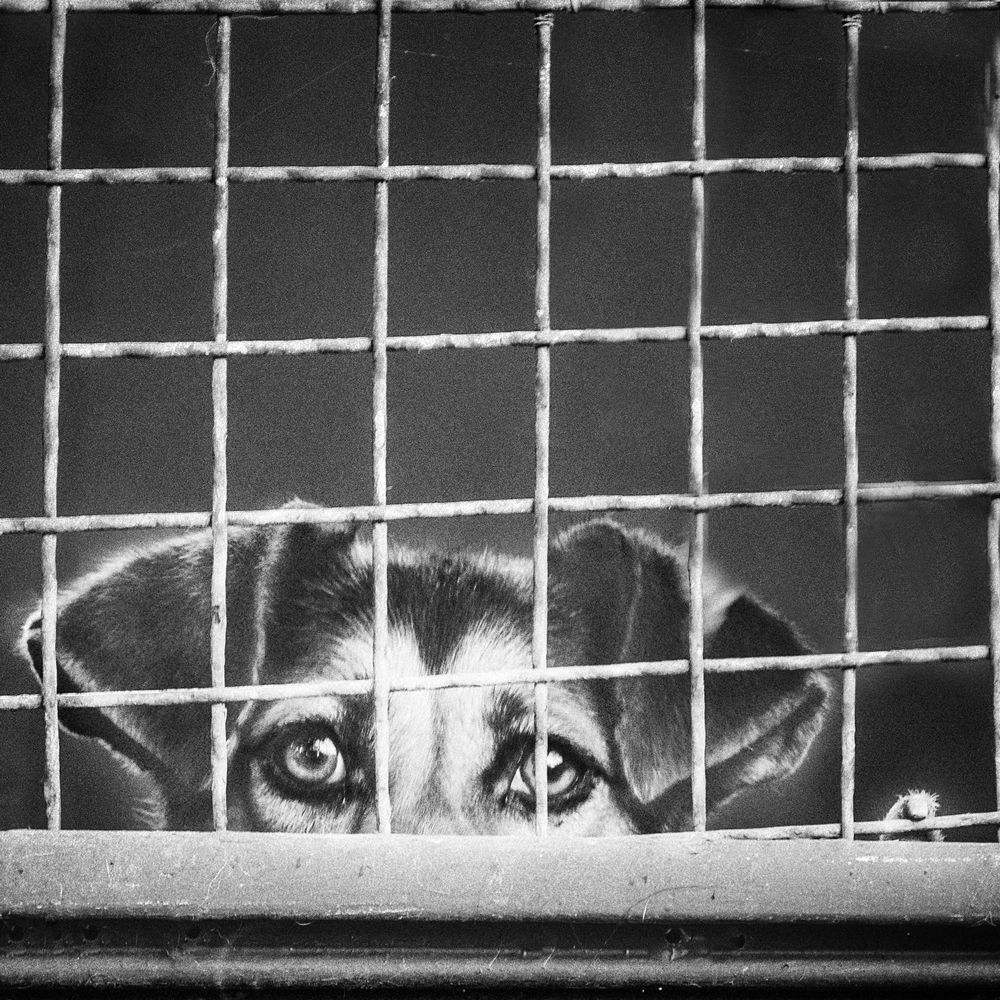 В последнее время друг протягивает другу не руку, а лапу...