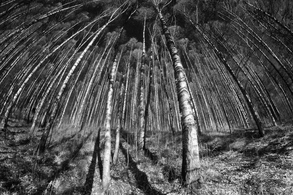 Березовая роща