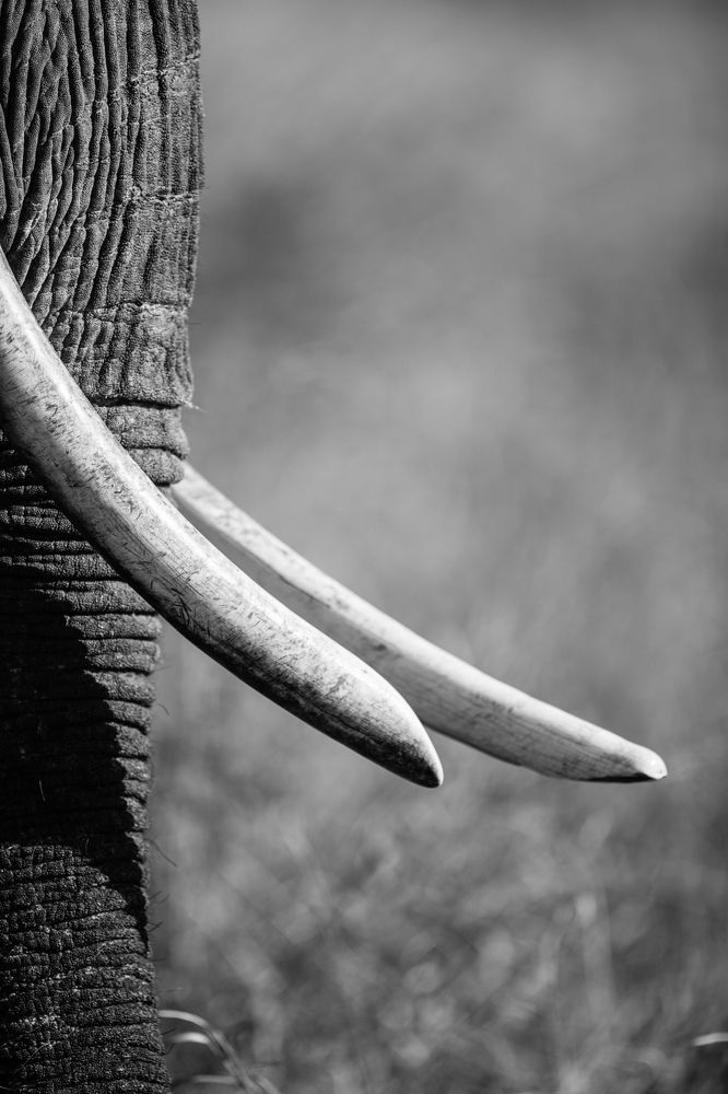 Animal Wall Art Print