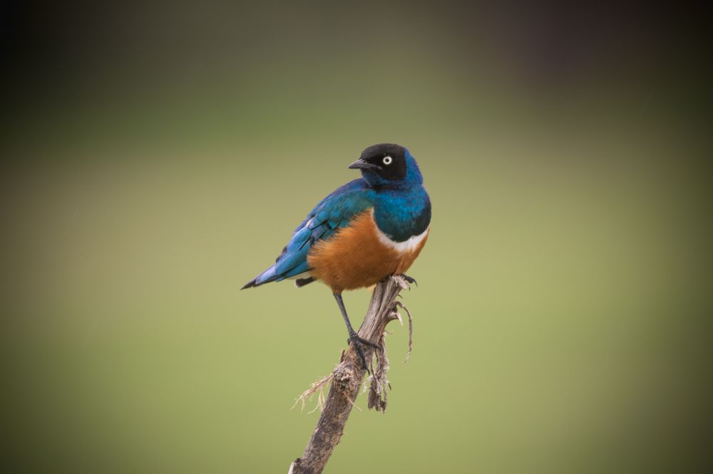 The Birds of Tanzania