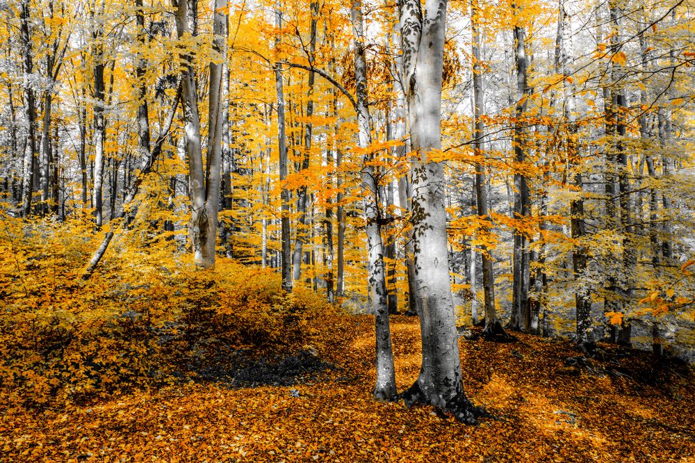 Photograph by marian badaluta